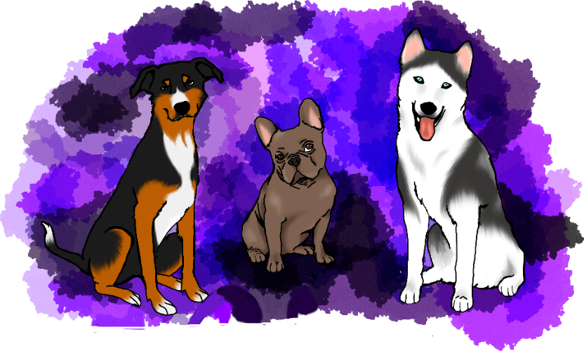 Photo de Pet-Sitter