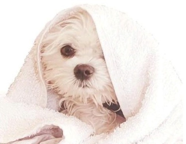 Avis Toiletteurs Chiens et chats Toilettage Bien-Être SAINT-CYR-SUR-MER