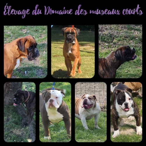 Avis Eleveurs Chiens Boxer Élevage Du Domaine Des Museaux Court HAUTOT-LE-VATOIS
