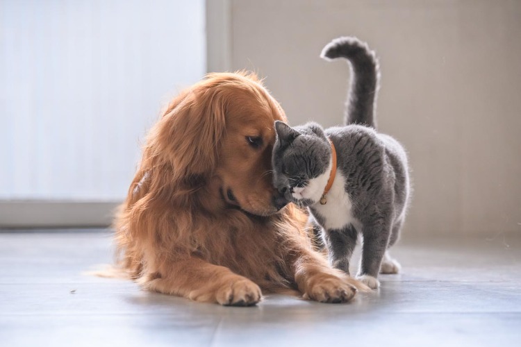 Photo de Comportementaliste Felin Et Canin