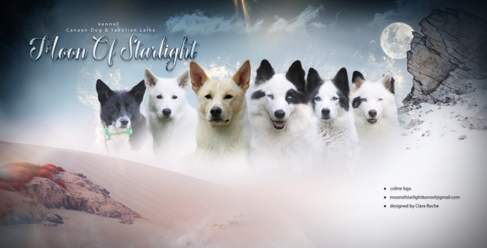 Avis Eleveurs Chiens Laika de Yakoutie Moon Of Starlight SONGEONS