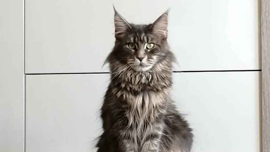 Avis Eleveurs Chats Maine Coon Château Du Coon MOURMELON-LE-PETIT