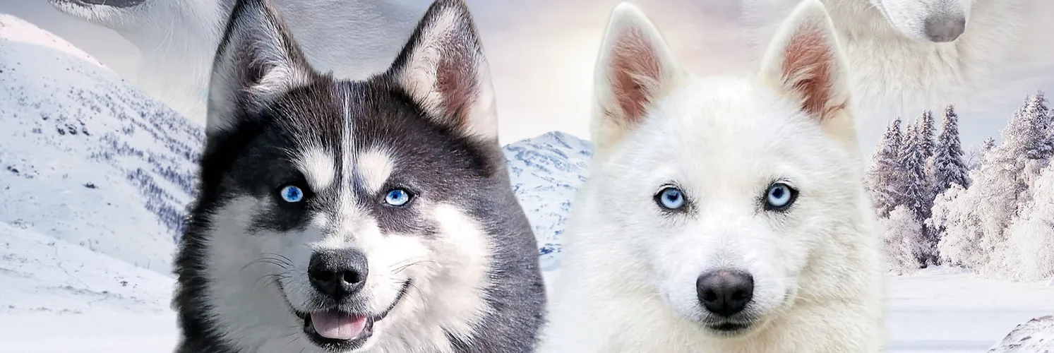 Avis Eleveurs Chiens Pomsky Elevage Pomsky Barbizon FONTAINEBLEAU
