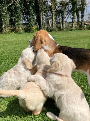 Avis Eleveurs Chiens Golden Retriever Élevage Des Passagers Du Perche GOHORY