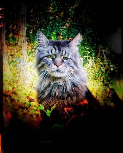 Avis Eleveurs Chats Maine Coon Élevage Familiale Maine Coon Bashabas Clan