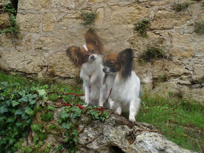 Avis Eleveurs Chiens Boxer Elevage du Domaine du Beryl SAINT-DENIS-DE-PILE