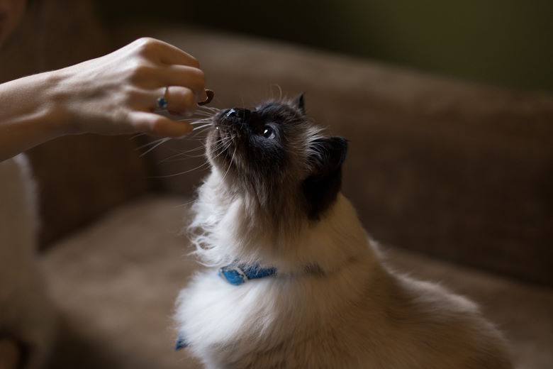 les dernières tendances en matière d'alimentation pour les animaux de compagnie