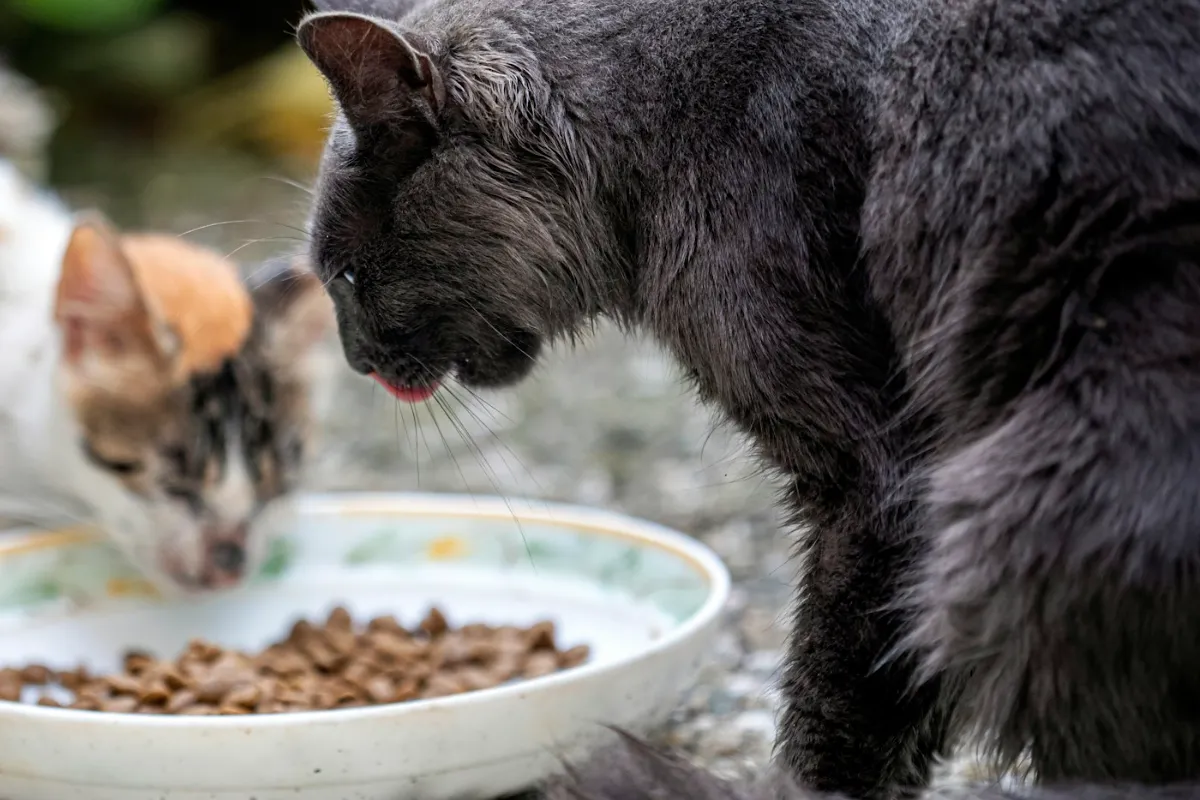 Alimentation — photo d