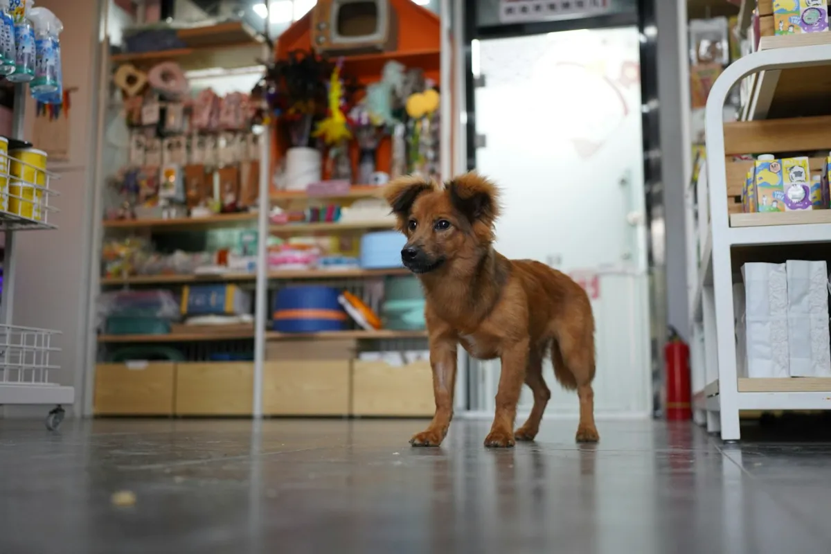 Animaleries — photo d