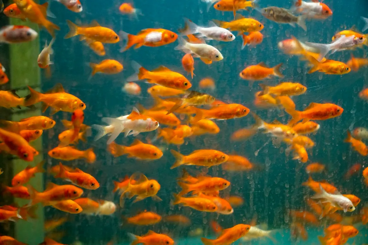 Animaleries — photo d
