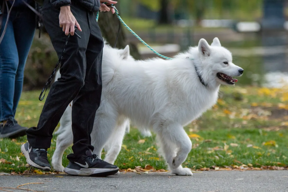 Canin Heureux Chris'pension Familiale Canine