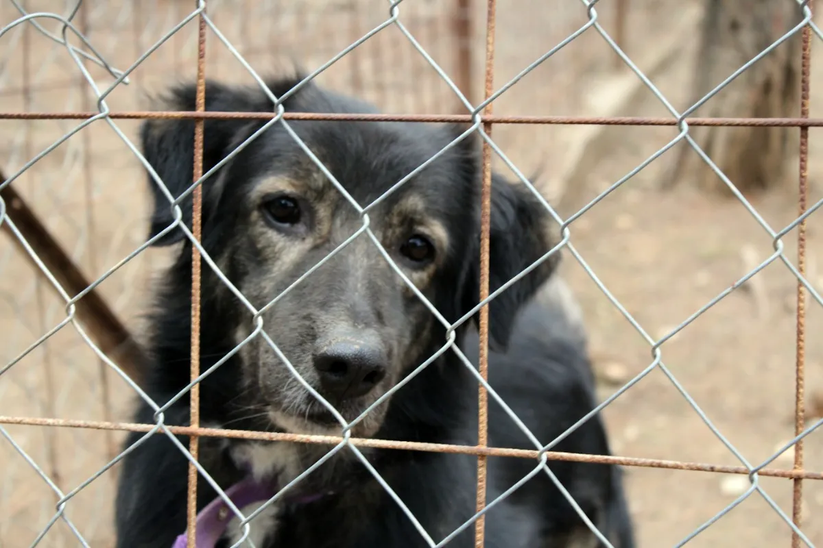 Refuges et adoptions — photo d