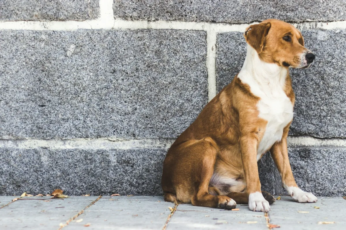 Refuges et adoptions — photo d