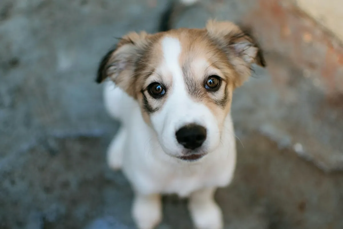 Refuges et adoptions — photo d