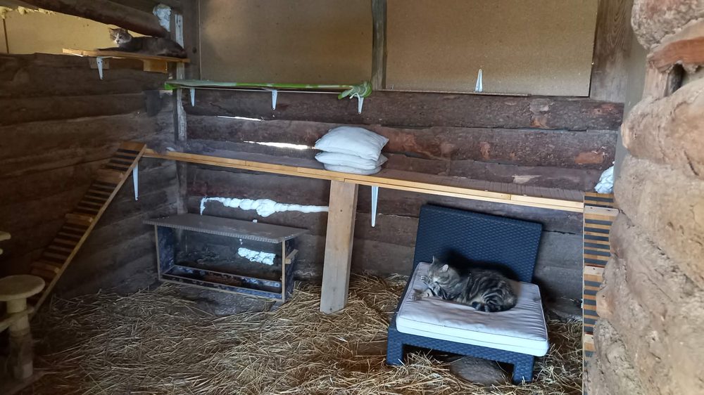 Intérieur de la chatterie : un chat sur une étagère en hauteur, un chat tigré sur un coussin, de la paille au sol