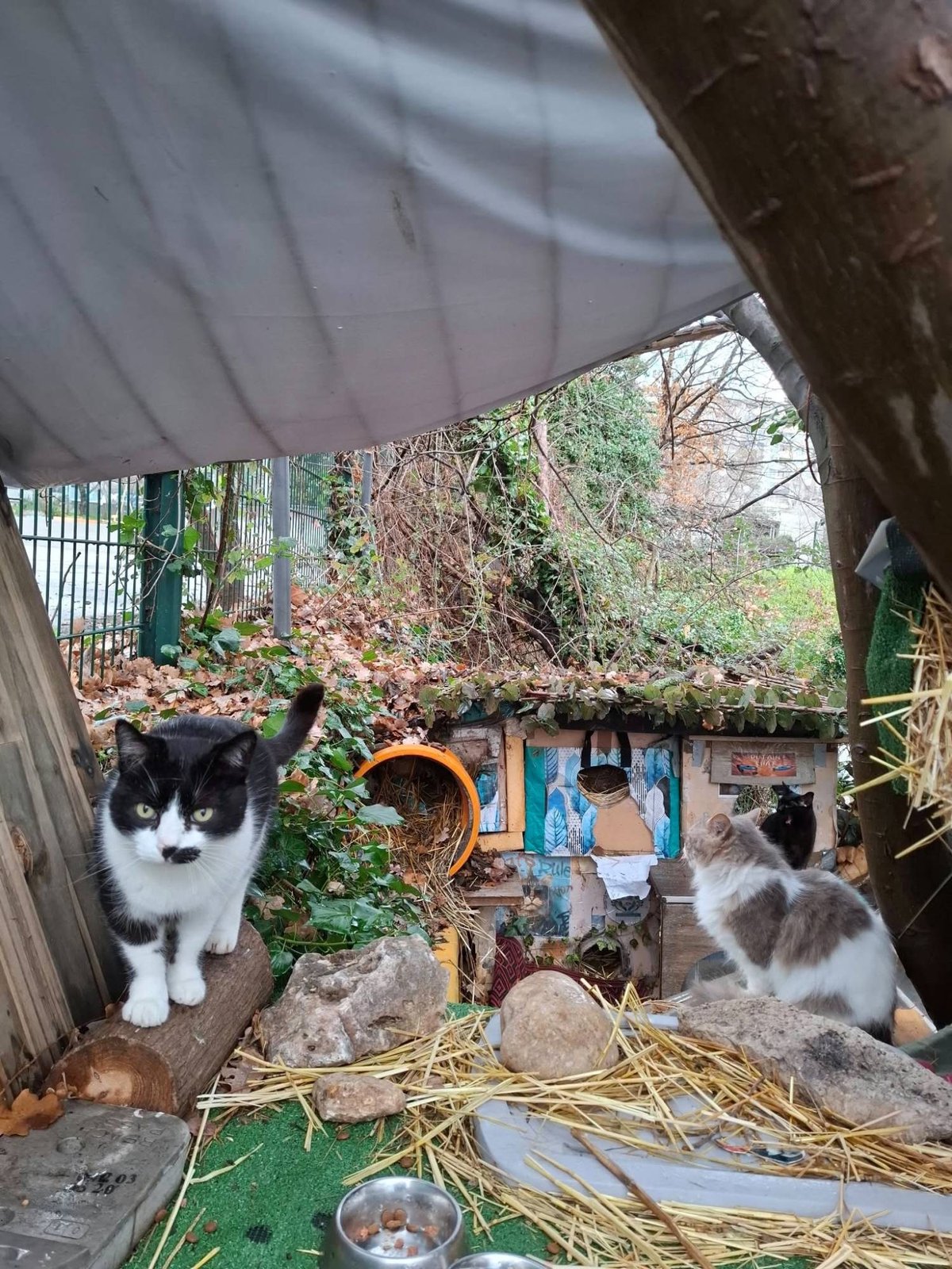 Cabanes en bois et en polystyrène installées en hauteur pour abriter des chats, avec deux chats à proximité
