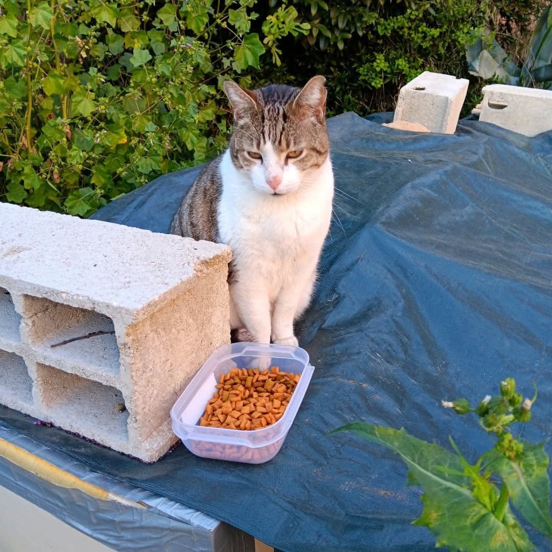 Un chat tigré et blanc à côté d'une gamelle de croquettes posée sur une bâche