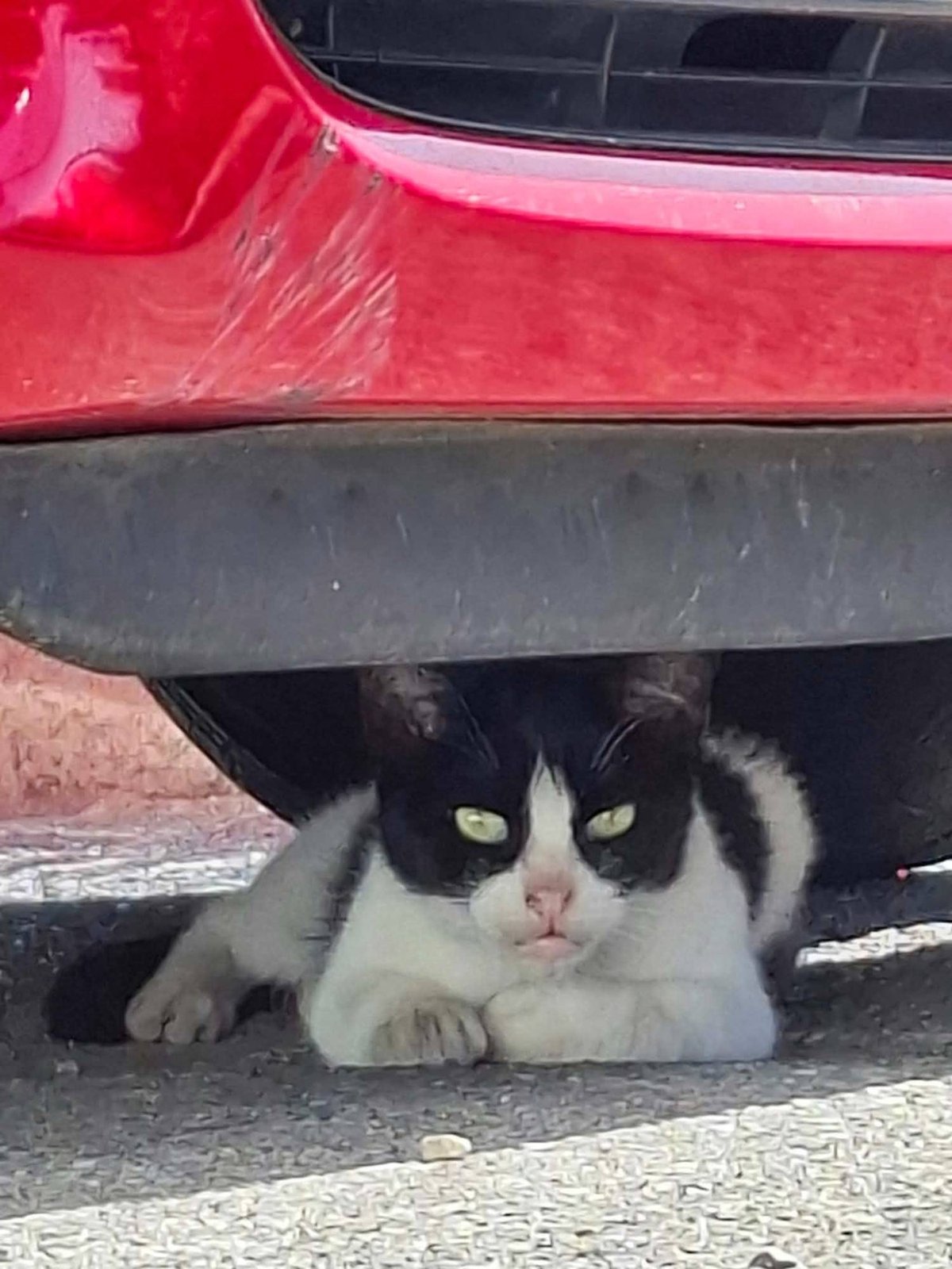 Un chat noir et blanc allongé sous le pare-chocs d'une voiture rouge, garée dans la rue