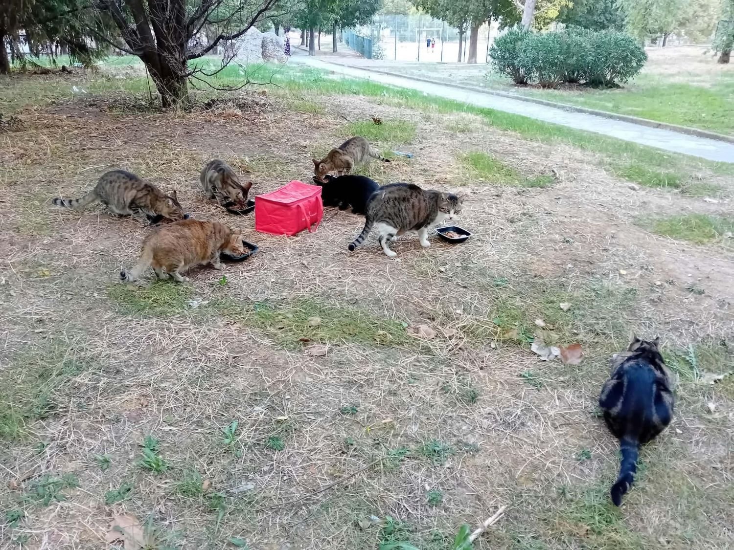 Une colonie de plusieurs chats mange dans des gamelles disposées sur l'herbe, autour d'une caisse de transport rouge