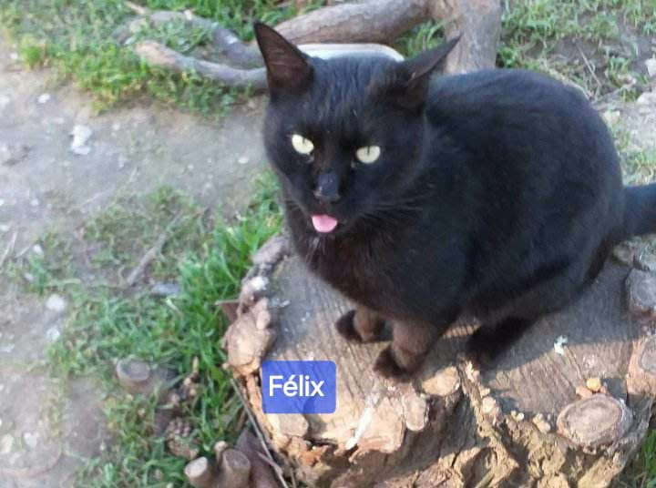 Félix, chat noir, sur une souche d'arbre