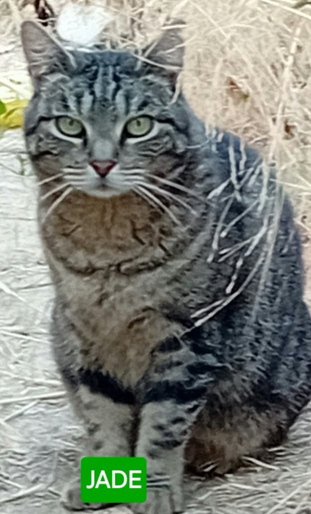 Jade, chatte tigrée aux yeux verts