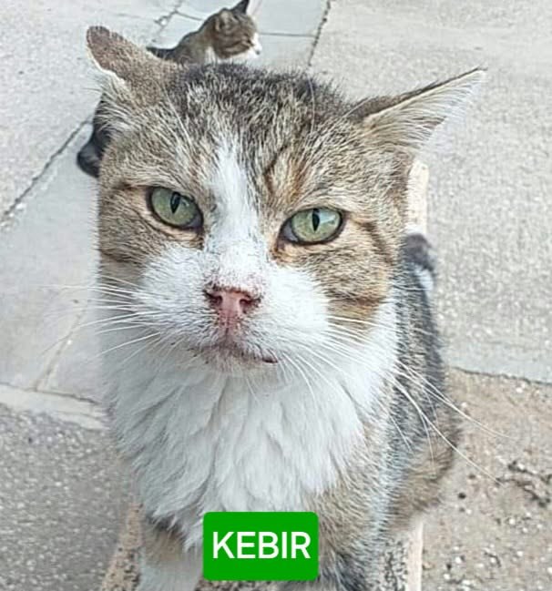 Kebir, vieux matou blanc et brun