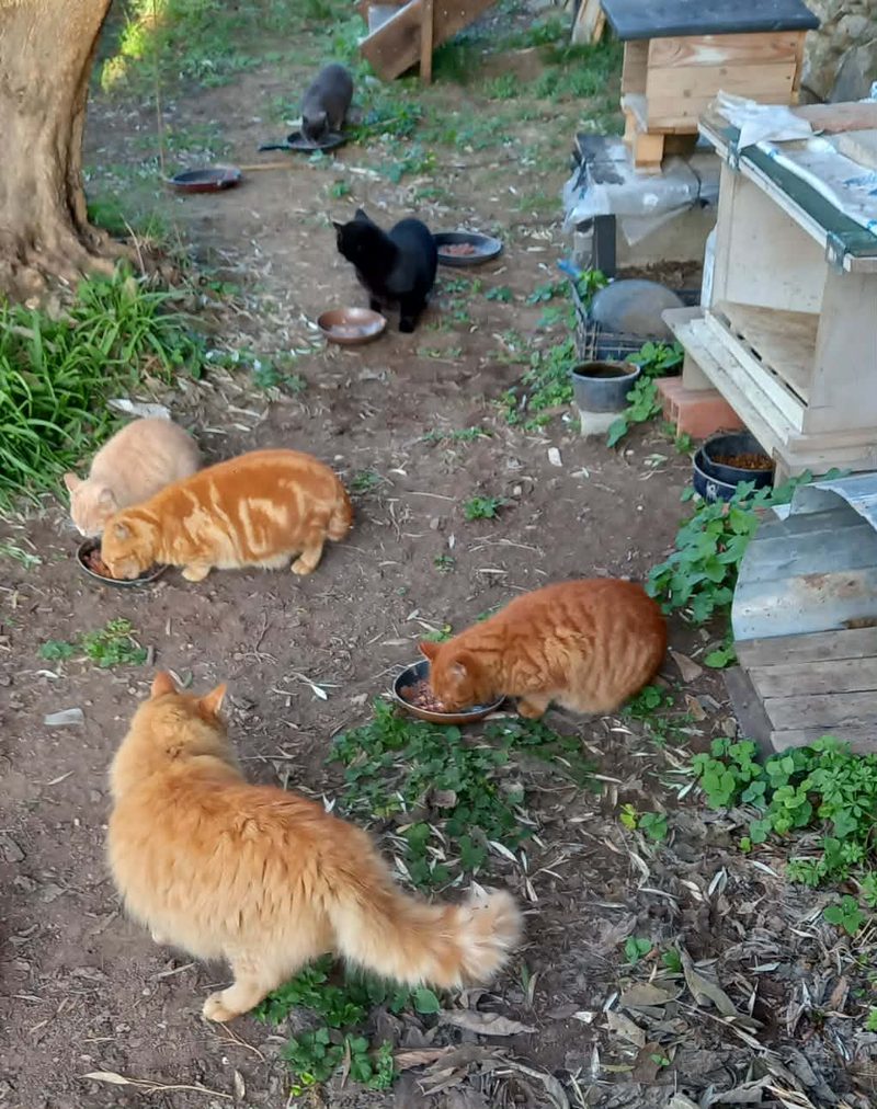 Cinq chats roux et noirs rassemblés autour de leurs gamelles